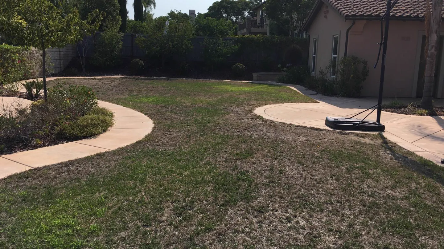 Backyard before: patchy, dry grass beside curved concrete paths